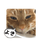 なつめ The orange tabby 2（個別スタンプ：22）