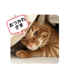なつめ The orange tabby 2（個別スタンプ：23）