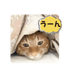 なつめ The orange tabby 2（個別スタンプ：24）