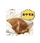 なつめ The orange tabby 2（個別スタンプ：27）