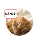 なつめ The orange tabby 2（個別スタンプ：30）