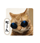 なつめ The orange tabby 2（個別スタンプ：31）
