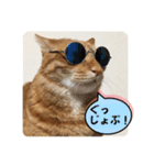 なつめ The orange tabby 2（個別スタンプ：32）