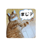 なつめ The orange tabby 2（個別スタンプ：33）