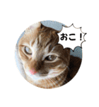なつめ The orange tabby 2（個別スタンプ：34）