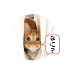 なつめ The orange tabby 2（個別スタンプ：35）