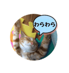 なつめ The orange tabby 2（個別スタンプ：36）