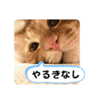 なつめ The orange tabby 2（個別スタンプ：37）
