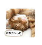 なつめ The orange tabby 2（個別スタンプ：38）