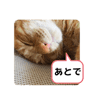 なつめ The orange tabby 2（個別スタンプ：39）