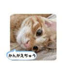 なつめ The orange tabby 2（個別スタンプ：40）
