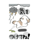 【Big】シーズー犬 115『雨嫌い！』（個別スタンプ：26）
