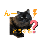 黒猫 ルナ院長63にゃんめ（個別スタンプ：2）