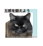 黒猫 ルナ院長63にゃんめ（個別スタンプ：8）