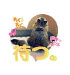 短足マンチカンのクリスタちゃん♀13（個別スタンプ：4）