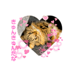 短足マンチカンのクリスタちゃん♀13（個別スタンプ：5）
