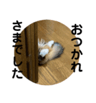 短足マンチカンのクリスタちゃん♀13（個別スタンプ：11）