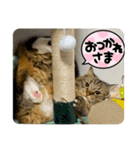短足マンチカンのクリスタちゃん♀13（個別スタンプ：14）