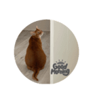 いつでも使えるアビシニアン❣️（個別スタンプ：4）