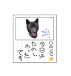 犬のらんまる（個別スタンプ：1）
