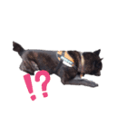 犬のらんまる（個別スタンプ：2）