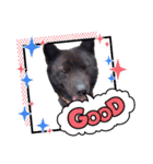 犬のらんまる（個別スタンプ：3）
