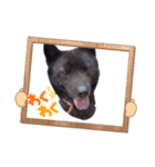 犬のらんまる（個別スタンプ：4）