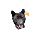 犬のらんまる（個別スタンプ：8）