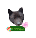 犬のらんまる（個別スタンプ：11）