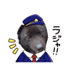 犬のらんまる（個別スタンプ：13）
