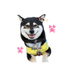 黒柴ムサシくん（個別スタンプ：1）