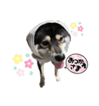 黒柴ムサシくん（個別スタンプ：2）