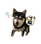 黒柴ムサシくん（個別スタンプ：10）