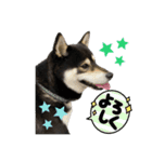 黒柴ムサシくん（個別スタンプ：13）