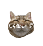 ねこねこ さばみそ 3（個別スタンプ：1）