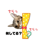 ねこねこ さばみそ 3（個別スタンプ：2）