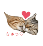 ねこねこ さばみそ 3（個別スタンプ：3）