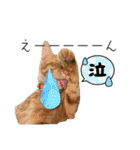 ねこねこ さばみそ 3（個別スタンプ：5）