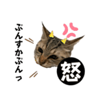 ねこねこ さばみそ 3（個別スタンプ：6）