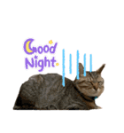 ねこねこ さばみそ 3（個別スタンプ：7）