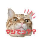 ねこねこ さばみそ 3（個別スタンプ：8）