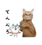 ねこねこ さばみそ 3（個別スタンプ：9）