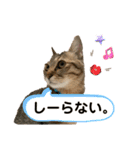 ねこねこ さばみそ 3（個別スタンプ：10）