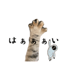 ねこねこ さばみそ 3（個別スタンプ：17）