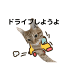 ねこねこ さばみそ 3（個別スタンプ：18）