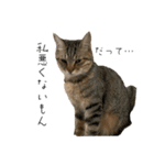 ねこねこ さばみそ 3（個別スタンプ：19）