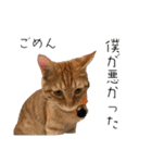 ねこねこ さばみそ 3（個別スタンプ：20）