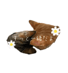 ねこねこ さばみそ 3（個別スタンプ：21）