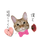 ねこねこ さばみそ 3（個別スタンプ：22）