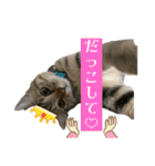 ねこねこ さばみそ 3（個別スタンプ：23）